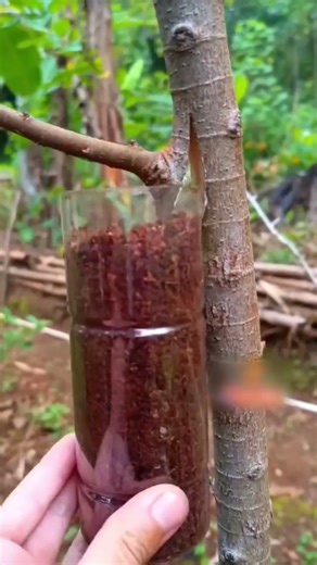 Easy Way to Root a Plant Branch | Simple Plant Propagation Method 🌱#plantpropagation #gardeningtips