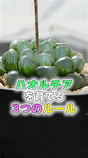 ハオルチアを育てる上で大切な3つのルール🌱