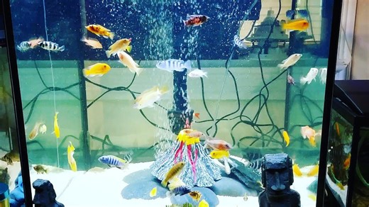 Colorful fish go crazy for cornflake cereal!