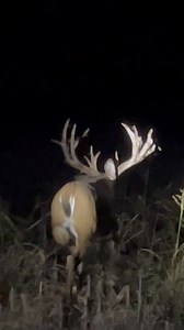 35K views · 1.3K reactions | Out checking on the deer #deerhunting #deer | Cedar Ridge Whitetails | Facebook