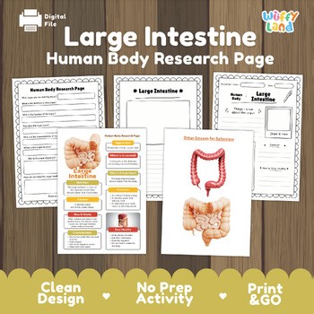 Large Intestine Human Body Research Project Digestive System Science Information
