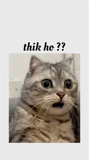 keche ho ? #cat #memes #cute