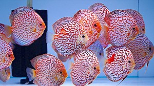 Einige unserer XXL Checkerboard Diskusfische für die Zucht. Es sind unter anderem Checkerboard Pigeon blood, Checkerboard Red Map und Checkerboard Türkis Diskusfische zu sehen. #discus #discusbreeding #discusfarm #EuropaDiscusCenter | EuropaDiscusCenter