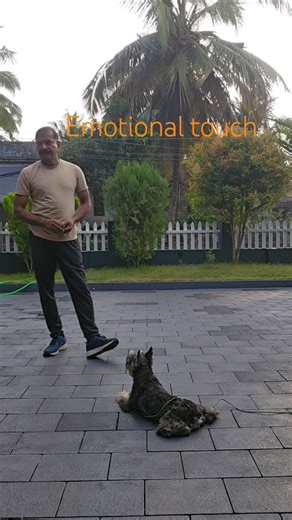 Emotional Touch, size is not a matter🐾🐕‍🦺 #dogs #petshub #pets #yourpet #yourdog