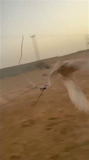 Wing power of falcon training #birds #animallife #falconry