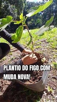 PLANTIO E ADUBAÇÃO DO FIGO 🌱 #plantio #figo #adubação #agricultura #natureza