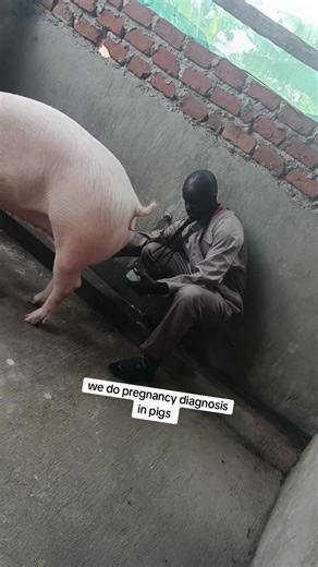 Pregnancy Diagnosis in Pigs: A Guide for Farmers