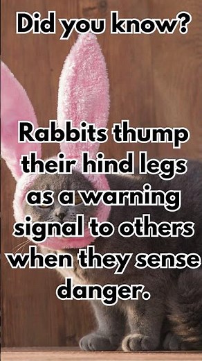 Respect the Thump: Rabbits and Their Danger Signal!