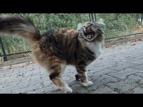 Mimi the stray cat started meowing loudly when she saw us