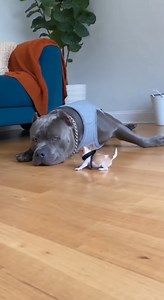 93K views · 1.9K reactions | Small dog, big problem - solved | NeuroPup | Facebook