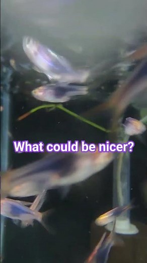Purple Harlequin Rasboras Nice and Easy #aquarium