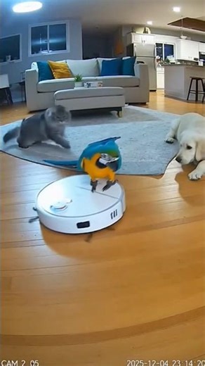 Fun with pets #cctvfootages #homesecurity #animals #pets #shorts