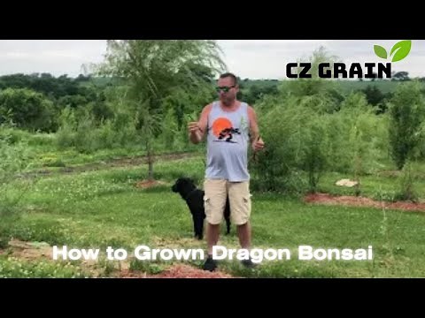 CZ Grain How to plant Willow Tree Cuttings Outdoors