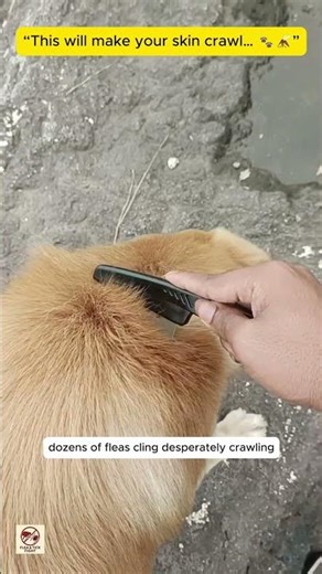 “Extreme Flea Infestation on Dog | Shocking Grooming Moment Caught on Camera”