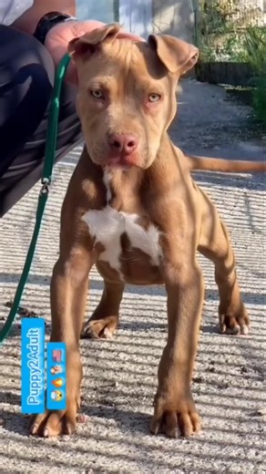 The Most Powerful Growth Ever 💪🐕🏆..#dog #dogvideos #dogshorts #doggielife #trending #viralvideo