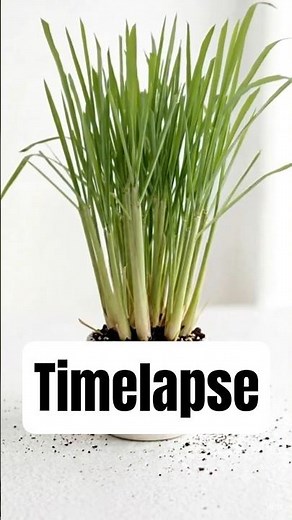 18 Seconds of Satisfying Lemon Grass Growth
