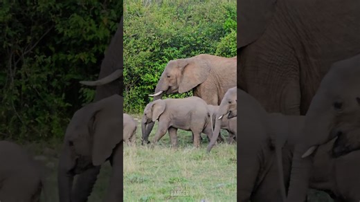 Breathtaking Elephant Sighting in the Wild