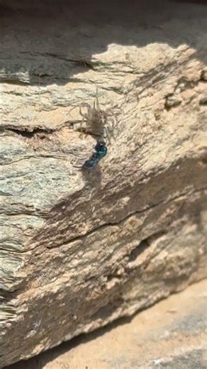 يلتف العنكبوت حول فريسته باستخدام خيوط حريرية لزجة🕷️