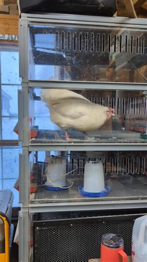 Miss Alice the winner of this year's first broody hen. Her prize? Three days in the brooder. Lisa L Borm | Barefoot and Braless Farm