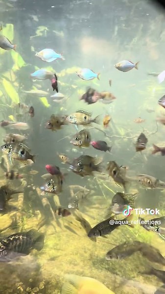 Exploring Fish Species in Home Ponds