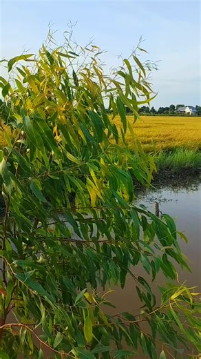 Tài khoản được đề xuất