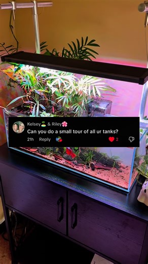 Tiff on Instagram: "Tank tour! . . . #betta #bettafish #plantedtank #plants #aquascape #fish #fishtank #bettafishofinstagram #bettacommunity #reelsinstagram #reels #reelsvideo #fyp #aquarium #fypシ #tour"