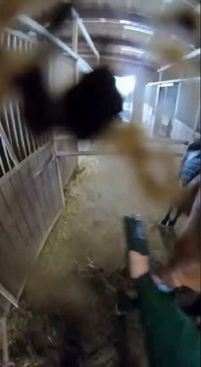 A Ballet: The Brief Dance GoPro POV: Standing WAY Too Close to a Horse Kick