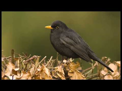 Zang van de Merel / BlackBird singing April 2021, Westerwolde, Groningen