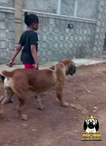 3K views · 35 reactions | Super handler Sultana, AOB Nagasaki and Saheim on a cool evening walk. | Alagbede Ogun Boerboels | Facebook