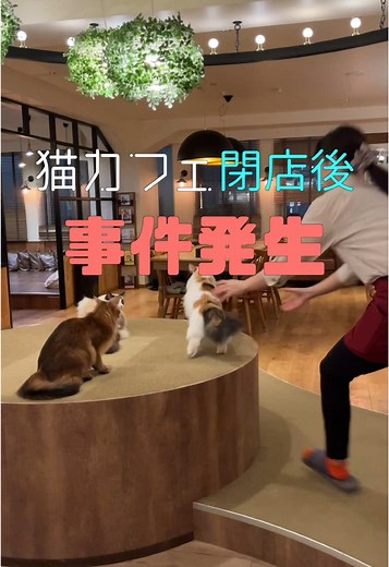 閉店後の猫カフェの魅力