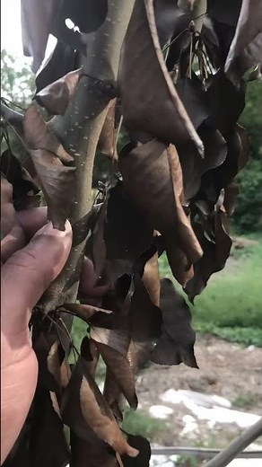 Here is the update to My Pineapple Pear Cutting