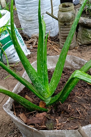 Repotting Aloe Vera Plants for Healthy Growth