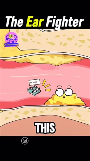 Health | Animation | Body on Instagram: "Ever wonder how earwax blocks bacteria? 👂🛡️ Earwax isn’t dirt—it’s your ear’s natural defense system. It traps dust and germs, has antibacterial properties, and keeps the ear canal slightly acidic so bacteria can’t survive. Less wax can actually mean more infections. Save this & Follow @healthycartooniverse for more fun health facts & animation! 💚 #EarHealth #HealthAnimation #DidYouKnow #MedicalFacts #reelsusa"