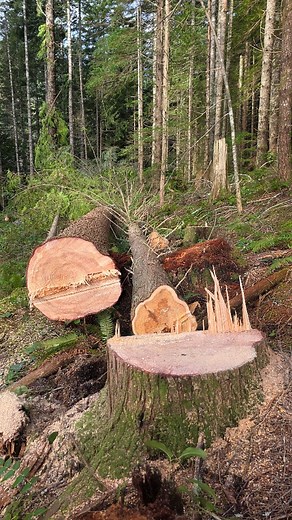 How limb sail affects a falling tree. #mitchzenobitrees #treework #timberfaller #lumberjack #arborist | Mitch Zenobi