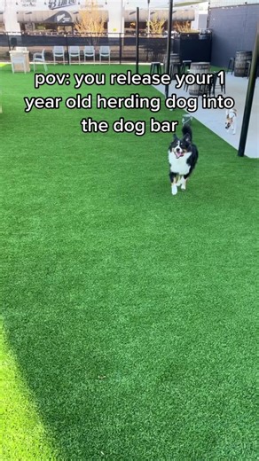 Herding Assistance for Dogs | ThunderShirt Commercial ft. Mr. Bodieaussie