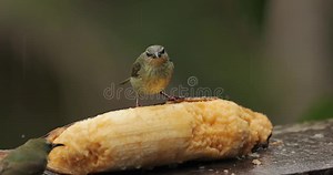 Small Tropical Birds in a Rainforest, Red-legged Honeycreeper Stock Footage - Video of rain, exotic: 175704794