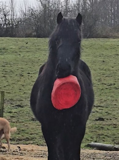 Typical Lunchtime Around the Stables: A Snapshot