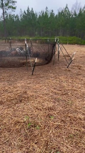 208K views · 2K reactions | When pigs move in, everything else moves out — deer, turkeys, turtles, even the frogs. They tear up food sources, nesting areas, and soil structure in one night.  Stop the takeover with the proven & patented Pig Brig Trap System. #PigBrig #TrapSmart #FeralHogControl #WildHogRemoval #HogTrapping #LandManagement #WildlifeDamage | Pig Brig Trap Systems | Facebook