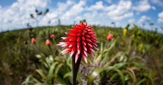 COP16: What happened at the 2024 UN Biodiversity Conference?