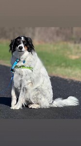 English Springer Rescue America, Inc. (ESRA) on Reels