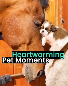 This is why pets are the best 😍🐾 | Animal Antics