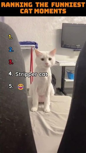 Ranking the funniest cat moments!