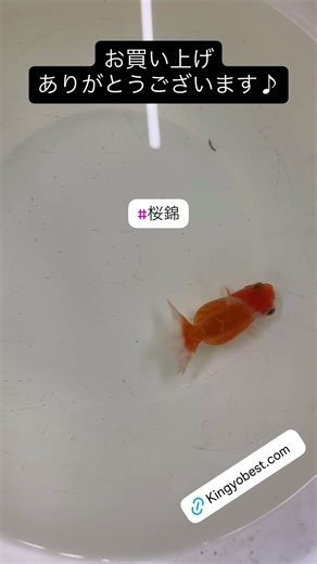 【#桜錦】 2025/09/28 お買い上げありがとうございます!!＃京阪錦鯉センター金魚