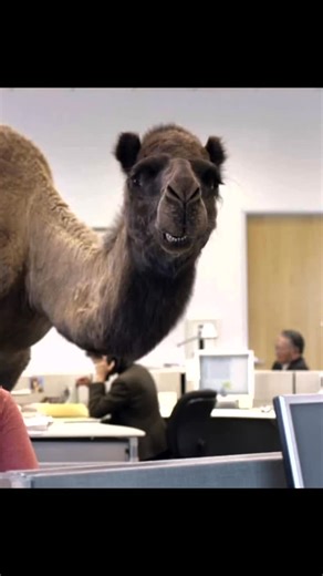 An 80’s muscle car w/ Adam #murraykustomrods #humpday #fabshop #kustom #mkrequipped #qa1 #holley #bearbrakes #dakotadigital #fabshop #kustom #texas #1980s #chevy #montecarlo #car @dakota_digital @holleyperformance @qa1motorsports | Murray Kustom Rods