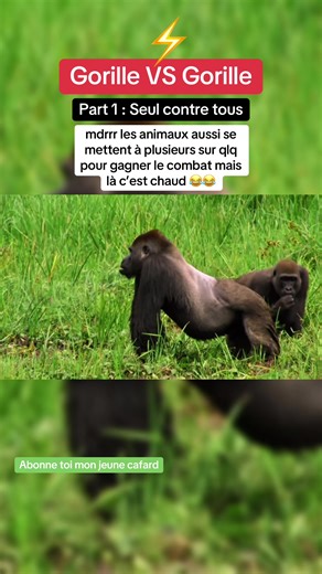 feralfocus sur TikTok