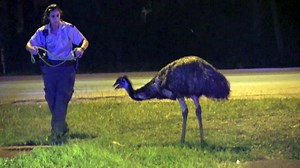363K views · 5.6K reactions | Folks, it just wouldn't be Friday night in Florida without a good ole fashioned emu chase. Watch the full foot pursuit here: at.wftv.com/2esD3Su | WFTV Channel 9 | Facebook
