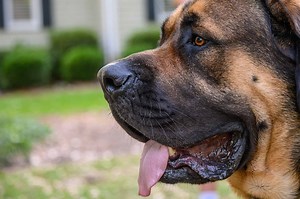 These Are the 11 Dog Breeds That Drool the Most