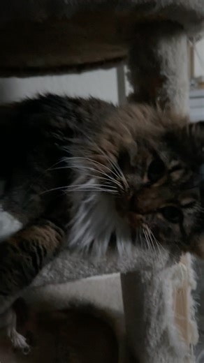 Cute cat gets comfy in cat tree