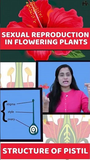Sexual Reproduction in flowering plants | Class 12 Biology #shorts