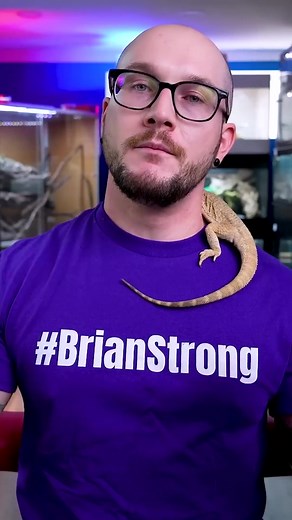 6.9K views · 159 reactions | This Micro Gecko Makes For A Perfect Starter Reptile #geckos | Wickens Wicked Reptiles | Facebook